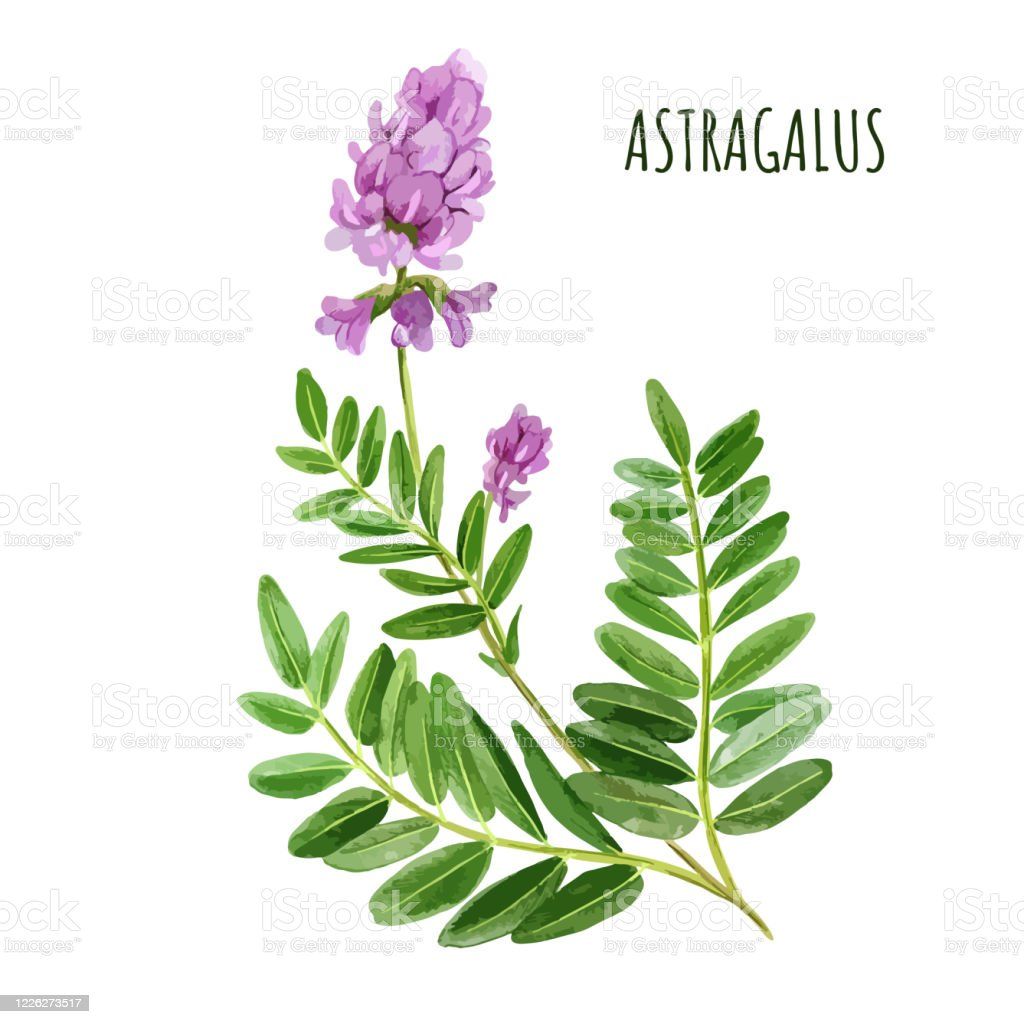 The Best Astragalus Supplements for a Strong Immune System
