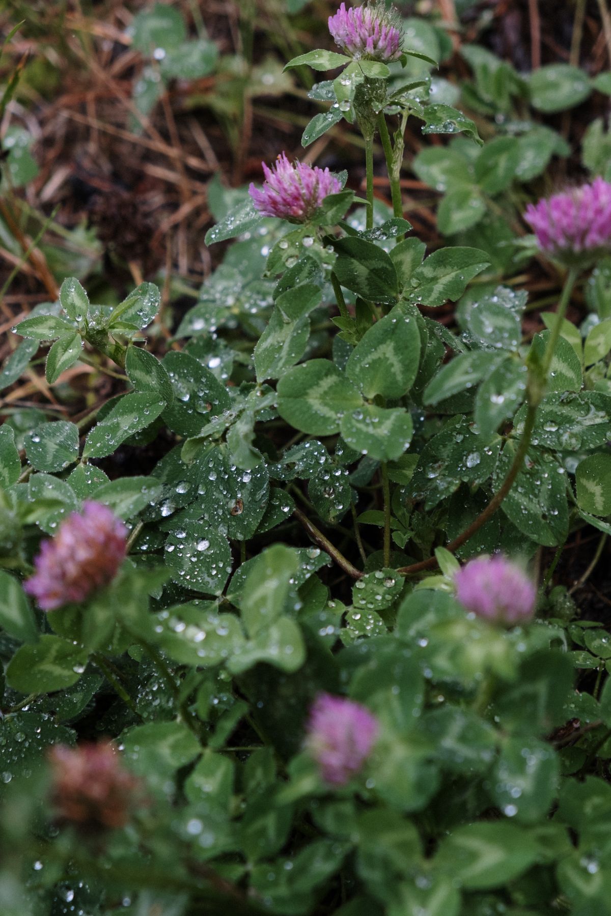 The Best Red Clover Supplements to Help Relieve Menopause Symptoms