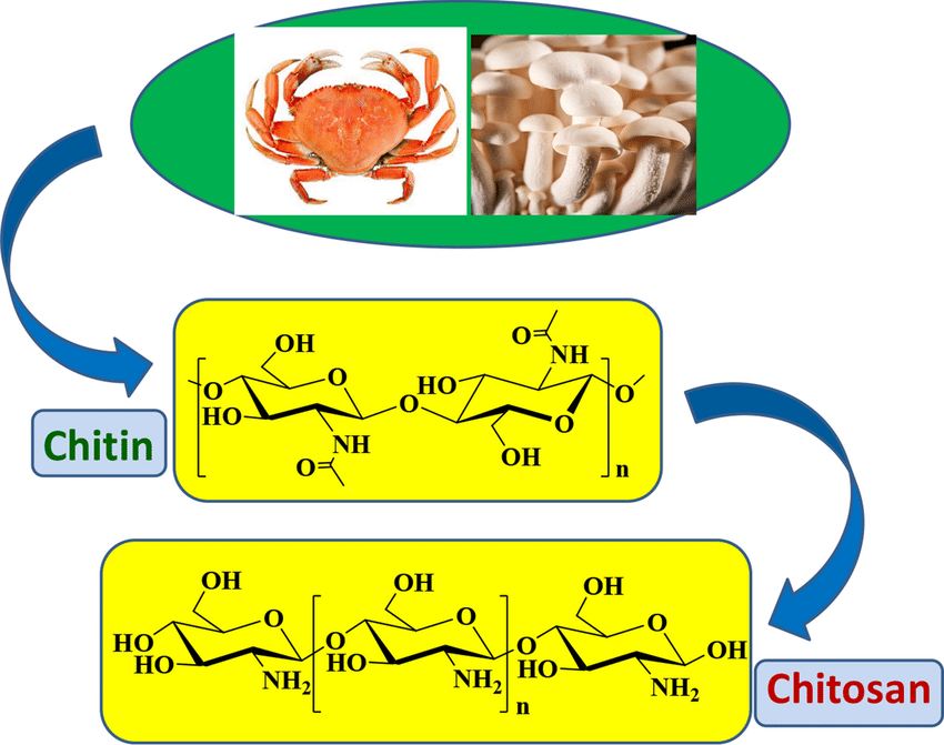 Best Chitosan Supplements to Lower Your Cholesterol