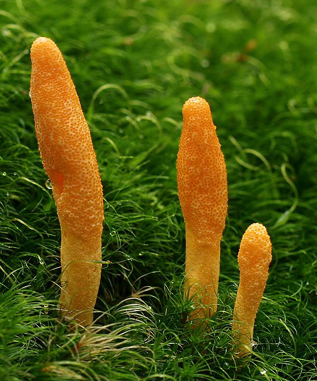 Discover the Amazing Anti-Aging Powers of Cordyceps