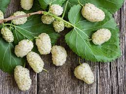 Best White Mulberry supplement for Vitality and Immune support