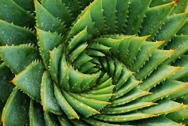 Aloe Vera Gel: The Secret to Healthier Skin, Hair, and Nails