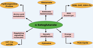 Best Alpha Ketoglutarate Supplements for Increase Muscles