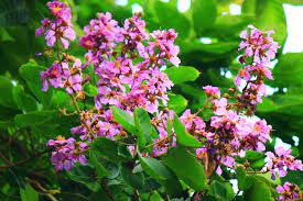 Best Banaba Leaf Supplements  for Anti Diabetic