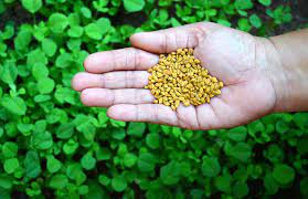 Fenugreek: The All-Natural Libido Booster