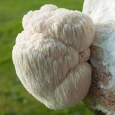 Lion’s Mane: The Super Supplement for Boosting Brain Power and Immunity