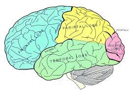 The 5 Best Piracetam Supplements for Brain and memory Enhancement