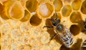 The Effects of Royal Jelly on Testosterone and Longevity