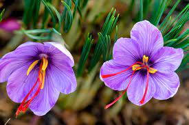 Saffron: The Ancient Spice That Could Help Fight Depression