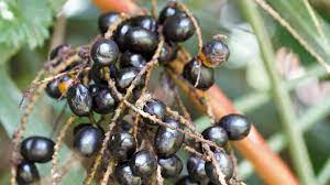 Saw Palmetto: The Best Supplement for Increasing Testosterone and Hair Growth