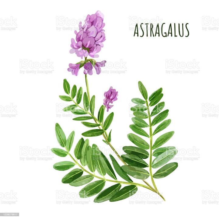 The Best Astragalus Supplements for a Strong Immune System