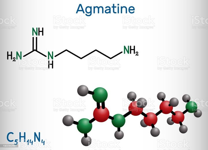 The Top Agmatine Supplements for More Effective Workouts