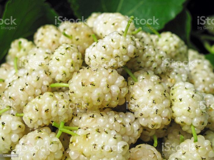 The Top White Mulberry Supplements for vitality and immune support