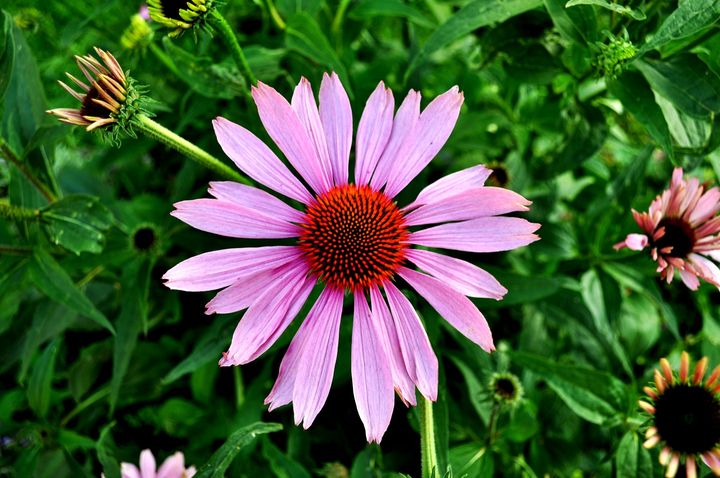 Best Echinacea for the ability to accelerate the rate of recovery in sickness