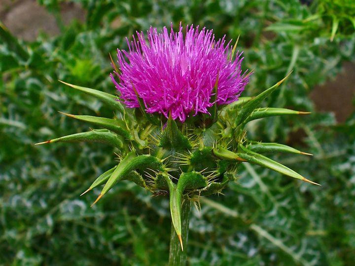 The Top 10 Milk Thistle Supplements for Liver Health