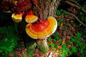 How Reishi Mushroom Can Help Boost Your Immune System