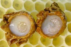 Is Royal Jelly the Secret to Long Life and Good Health?