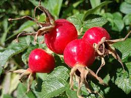 Looking for a Natural Way to Alleviate Arthritis Symptoms? Try Rose Hip!